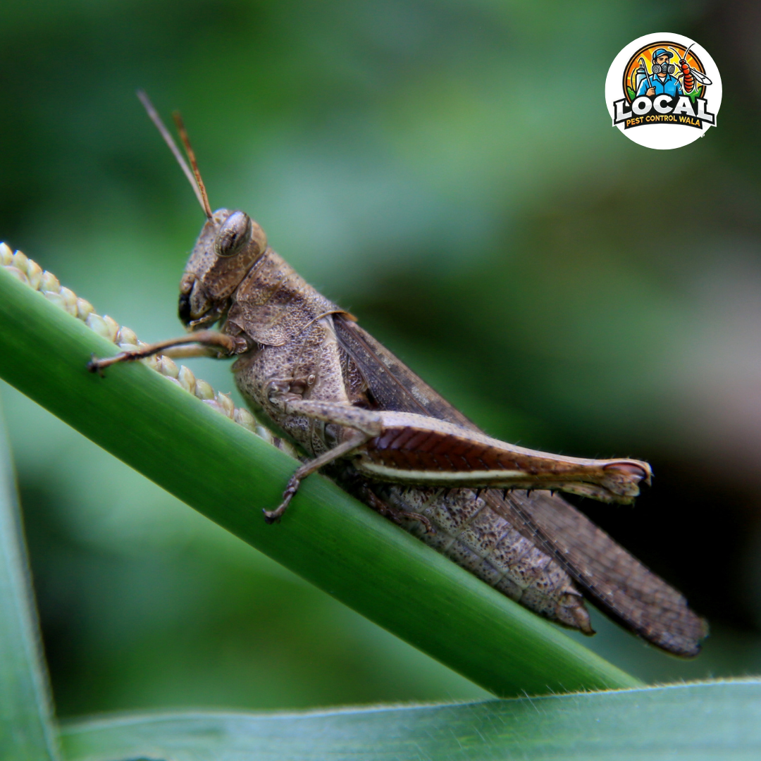 Cricket Insect Control